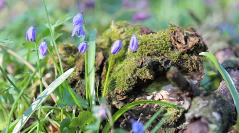 Forest scilla.   Видео 3403637