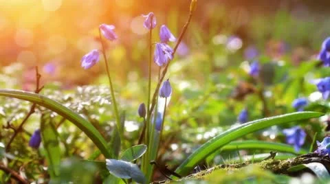 Forest scilla. Stock Footage 19985056