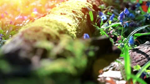 Forest Scilla. Shot With Slider. Stock-Footage 20490072