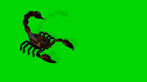 Forest scorpion in an aggressive posture Stock Footage 64232670