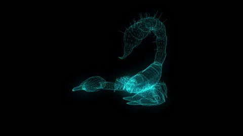 Forest scorpion in an aggressive posture-wire frame Stock Footage 134377744