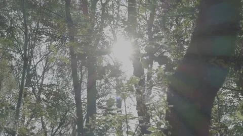 Forest Scotland Stock-Footage 220567464