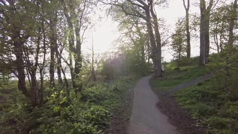 Forest in Scotland Stock Footage 246630280