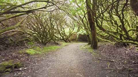 Forest in Scotland Stock Footage 246630333