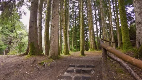 Forest in Scotland Stock Footage 246630334
