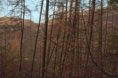 Forest in the Scottish highlands Stock Photos