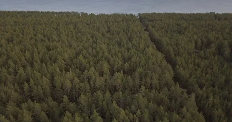 Forest-sea Stock Footage 86273729