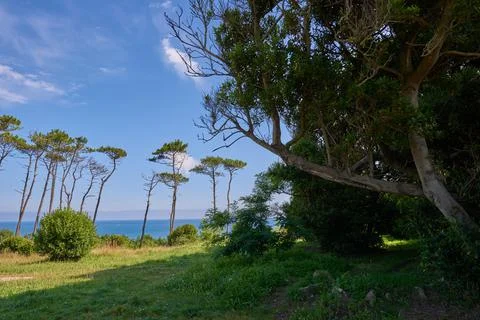 A forest by the sea Stock Photos