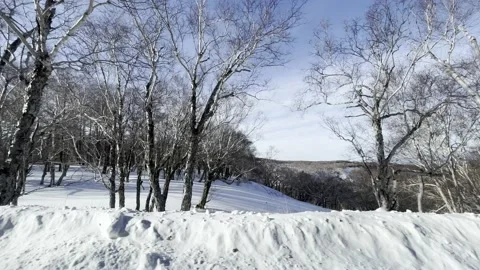 Forest sea snow field Stock Footage 232082908