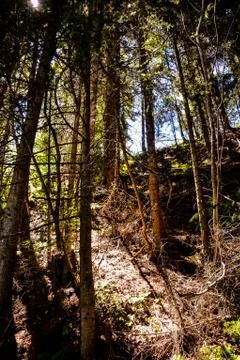 Forest seamless pattern texture background Stock Photos