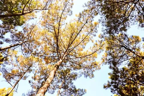 Forest seamless pattern texture background Stock Photos