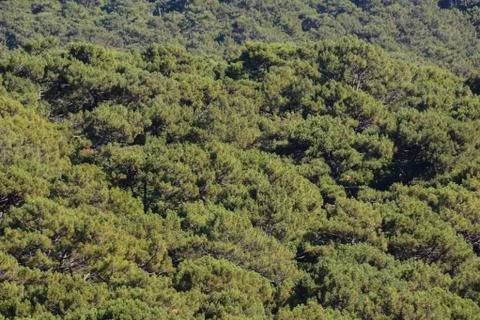 Forest seamless pattern texture background Stock Photos