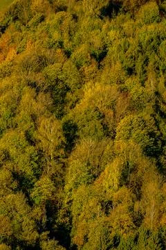 Forest seamless pattern texture background Stock Photos
