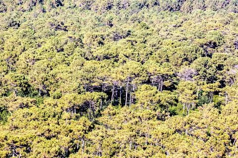 Forest seamless pattern texture background Stock Photos