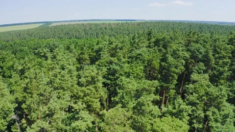 Forest seamless pattern. View from above.  Stock Footage 138040570