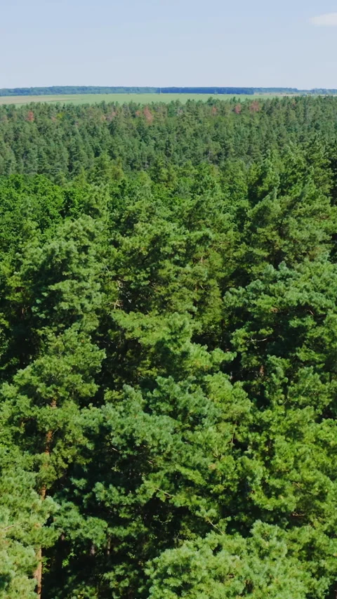 Forest seamless pattern. View from above. Stock Footage 269932336