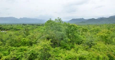 Forest seamless pattern - view from above Stock Photos