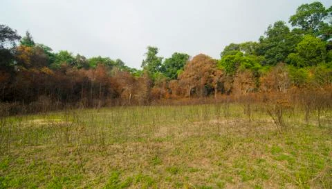 Forest seamless pattern - view from above. Stock Photos