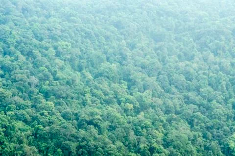 Forest seamless pattern - view from above. Stock Photos