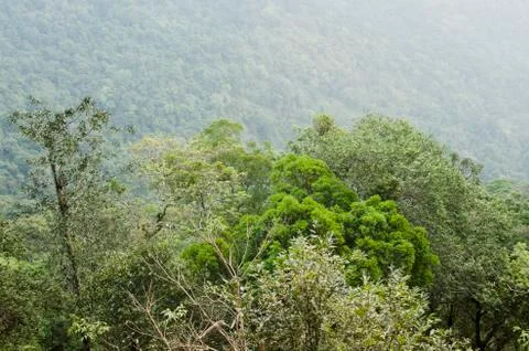 Forest seamless pattern - view from above. Stock Photos