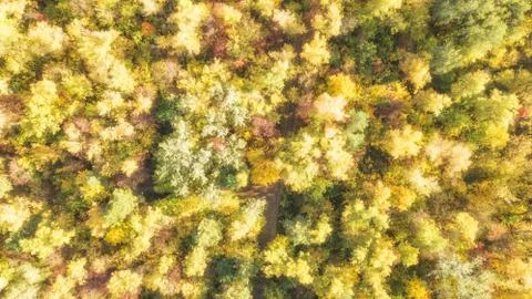 Forest seamless pattern. View from above. Stock-Fotos