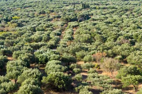 Forest seamless pattern - view from above. Stock Photos