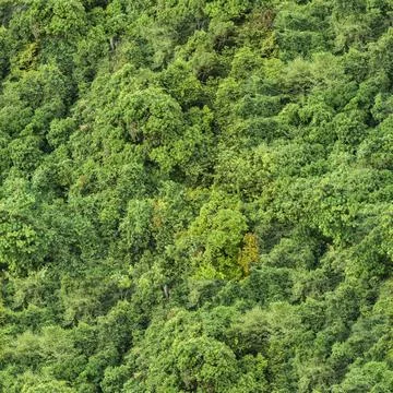 Forest seamless pattern - view from above. 4K Stock Photos