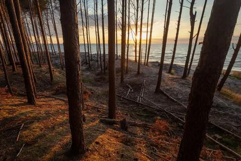 Forest on the seashore during sunset Stock Photos