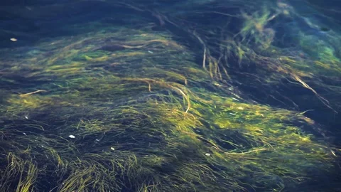 Forest of Seaweed in water. Stock Footage 101226586