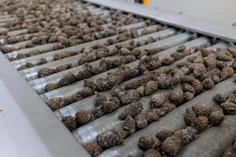 Forest seed center. Automatic filling and seeding line which helps to restore Foto stock