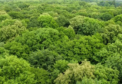 Forest seen from above Stock Photos