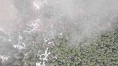 Forest Seen By Aerial Drone Video stock 246739347