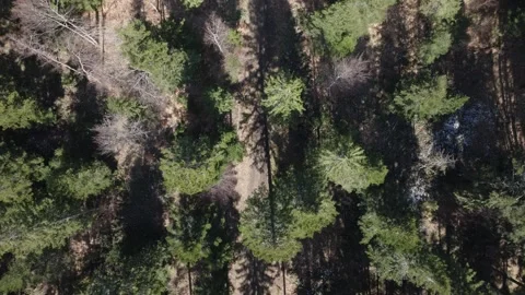 Forest Seen By Drone In The Mountain Stock Footage 246738931