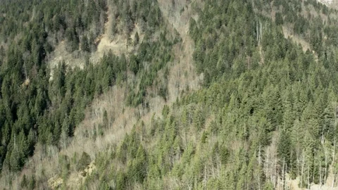 A Forest Seen By Drone In The Mountains Video stock 236481312