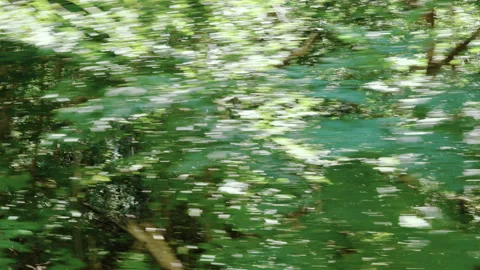 Forest seen from window of moving car Stock Footage 249814451