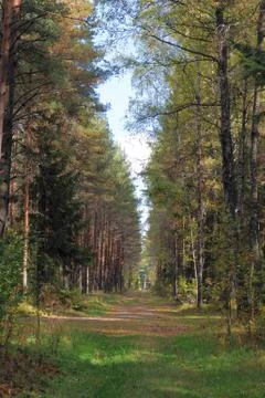 Forest in September Stock Photos