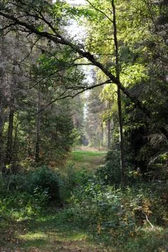 Forest in September Stock-Fotos