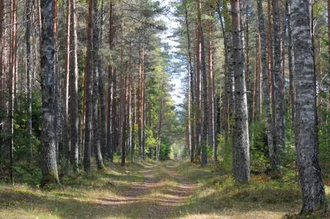 Forest in September Stock Photos