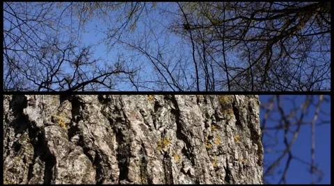 Forest sequences Vidéo 5090209