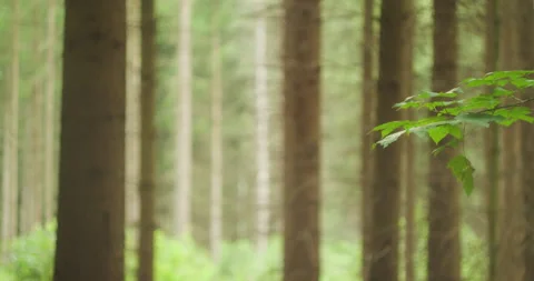 Forest setting with soft focus, creating a serene and mystical woodland scene Stock Footage 273417687