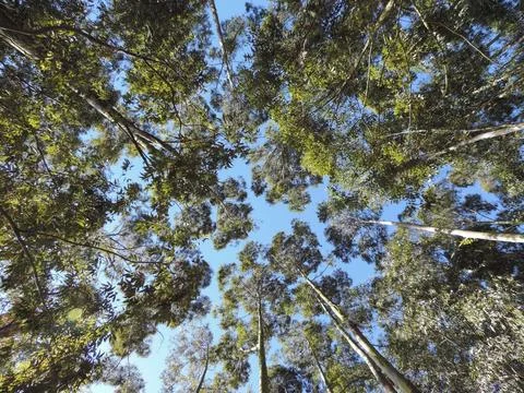 Forest with several trees with the sky in the background Stock Photos