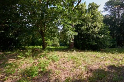 A forest with several trees under a cloudless s Stock Photos