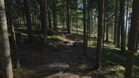 Forest in the shade 库存影片 165160175