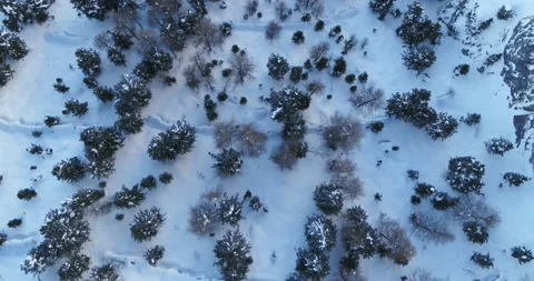 Forest in Shadow, Aerial view of Trees in Winter covered in deep Snow Stock Footage 150078596