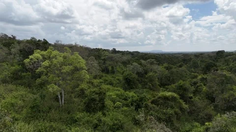 Forest Shadows and Highlights Under a Midday Sky Stock Footage 294100738