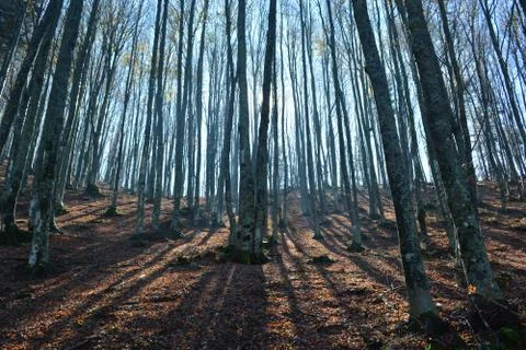 Forest with Shadows. Foto stock