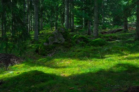 Forest Shadows Playing on Moss Stock Photos