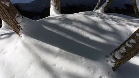 Forest Shadows Time Lapse During Winter Vídeos de archivo 75909711