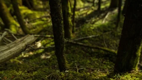 Forest Shadows Timelapse 스톡 동영상 310564225