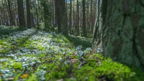 Forest shadows timelapse video Stock Footage 76453658